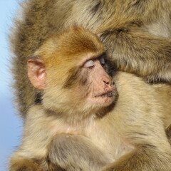 close up portrait of a Barbary macaque – macaca sylvanus in gibraltar