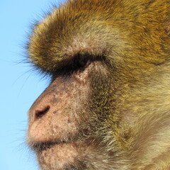 close up portrait of a Barbary macaque male – macaca sylvanus in gibraltar
