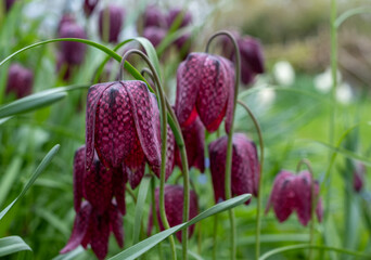 Rare snake's head fritillary meleagris flowers growing wild in the grass outside Eastcote House...