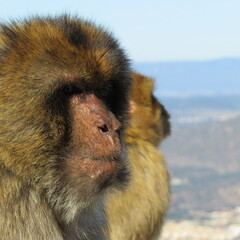 close up portrait of a Barbary macaque male – macaca sylvanus in gibraltar 