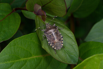 Une punaise grise (Raphigaster nebulosa) sur des feuilles de chèvrefeuille dans un jardin au printemps