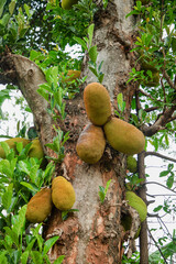 African fruits named Jackfruit scientific name Artocarpus heterophyllus Jackfruit hanging on...