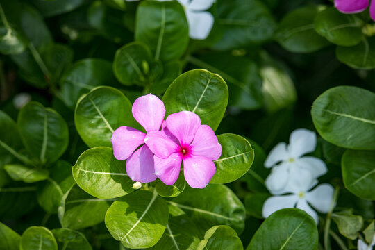 Close up Catharanthus roseus or madagascar periwinkle purple flowers blooming in garden. Madagascar periwinkle, Vinca, Old maid, Cayenne jasmine, Rose periwinkle have beautiful purple-pink flowers.