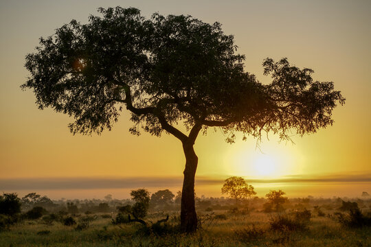 Sunset behind acacia tree on African savannah, Kruger national park, South Africa