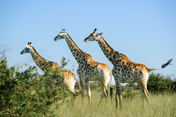 Three giraffes, Kruger national park, South Africa 
