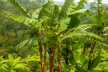 banana tree with a big bunch of green babanas