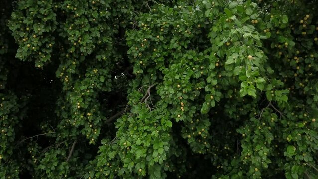 ju&aacute;, juazeiro, jo&aacute; or ju&aacute;-fruta is a tree typical of the brazilian semi-arid region