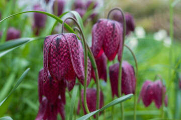 Rare snake's head fritillary meleagris flowers growing wild in the grass outside Eastcote House walled garden, London Borough of Hillingdon, UK. The flowers grow traditionally in water meadows. 