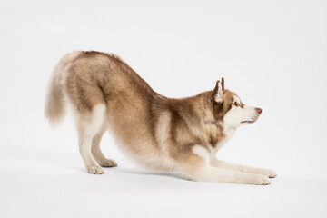 cute red siberian husky dog bowing in the studio on a white background © Oszkár Dániel Gáti