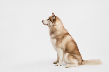 Naklejka na ściany i meble cute red siberian husky dog looking to the side profile portrait sitting in the studio on a white background