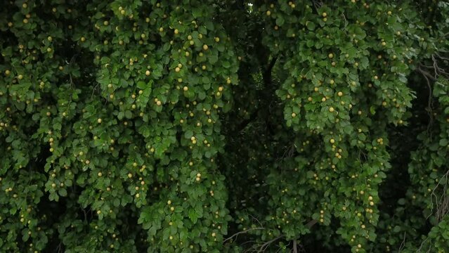 ju&aacute; - canopy of the juazeiro tree loaded with ripe fruits