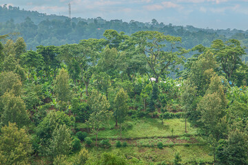 Beautiful lush green West African rain forest during amazing sunset in Tanzania on the slopes of...