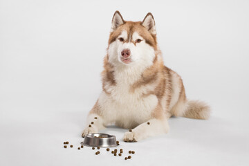 cute red siberian husky dog lying down on the floor in the studio on a white background surrounded by kibbles and a food bowl