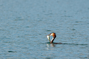 A Great crested Grebe, Podiceps cristatus, swimming on a lake with a perch fish in its beak, which...