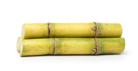 Fresh sugar cane stalk with water droplets isolated on white background. Clipping path.