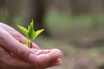 Female hands with green sprouts in spring forest. Concept of ecology, World Environment Day