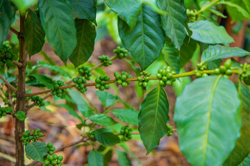 agriculture concept The berries are harvested to be processed into Parchment coffee, Arabica coffee. arabica coffee beans and arabica coffee berries