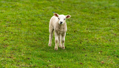 little lamb in the meadow