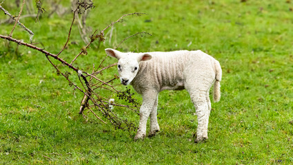 little lamb in the meadow
