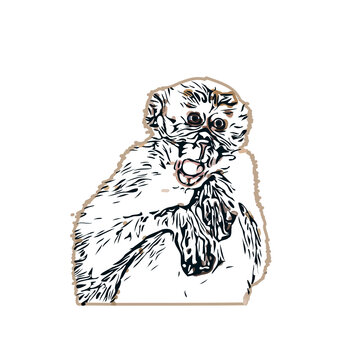 Color sketch of a monkey with transparent background
