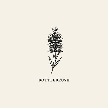 Line art bottlebrush flower illustration