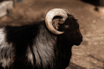 black filter goat animal western saloon