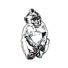 monkey color sketch with transparent background