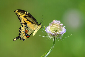 Eastern Giant Swallowtail (Heraclides cresphontes) butterfly