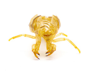 Cicada shell, ecdysis, moult, molt, exoskeleton, shed, exuviate, slough through a process called ecdysis isolated on white background. Front view