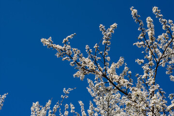 cherry tree blossoms Prunus incisa 'Kojo-no-mai'