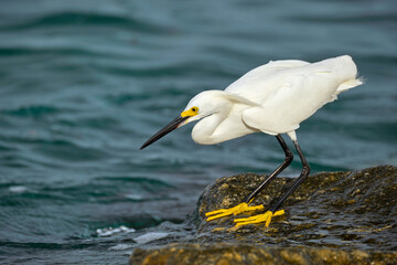 White heron wild sea bird, also known as great or snowy egret hunting on seaside in summer