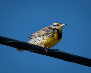 Eastern Meadowlark on a cable