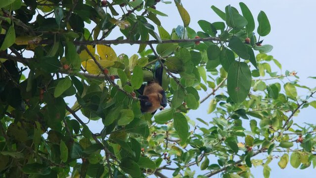 Fruit bat or flying fox (Pteropus giganteus) eating something on a tropical tree. Tropical nature and wildlife concept