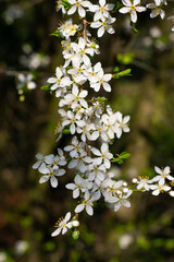 cherry tree blossoms Prunus incisa 'Kojo-no-mai'