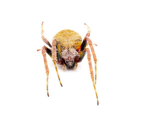 female Tropical orb weaver spider - Eriophora ravilla - isolated cutout on white background.  Front face top dorsal view
