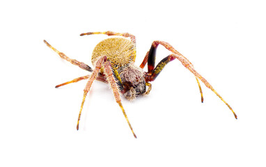 female Tropical orb weaver spider - Eriophora ravilla - isolated cutout on white background.  Front side profile view