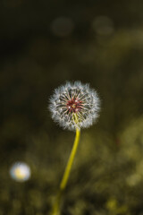 photograph of a dandelion flower with a blurred background