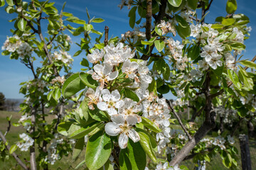Flores de macieira no pomar num dia ensolarado e de primavera