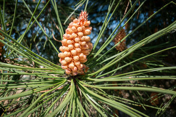 Pinhas masculinas (Pinus sylvestris). O pólen de pinheiro é um alérgeno agressivo