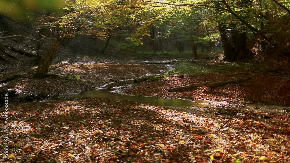 Poster small stream flowing through an autumn forest with soft sunlight through the trees