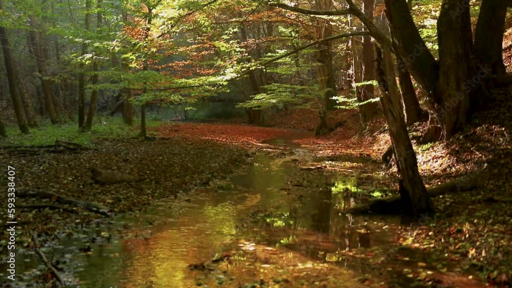 Poster small stream flowing through an autumn forest with soft sunlight through the trees