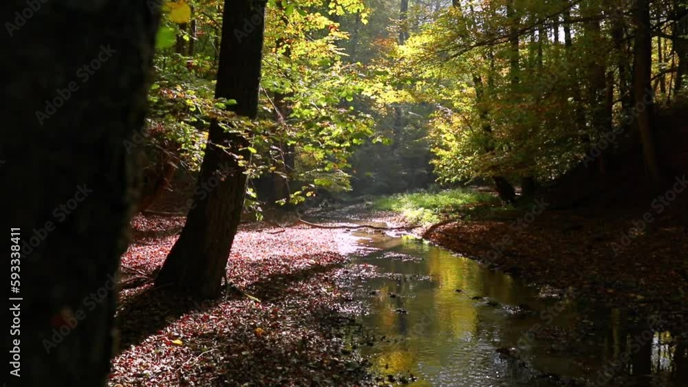 Poster slow pan shot of a small stream flowing through a forest with soft sunlight through the trees