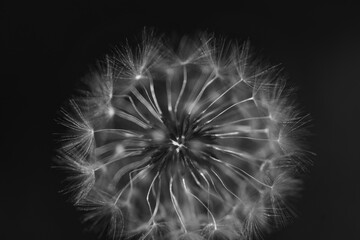 black and white photograph of a dandelion flower
