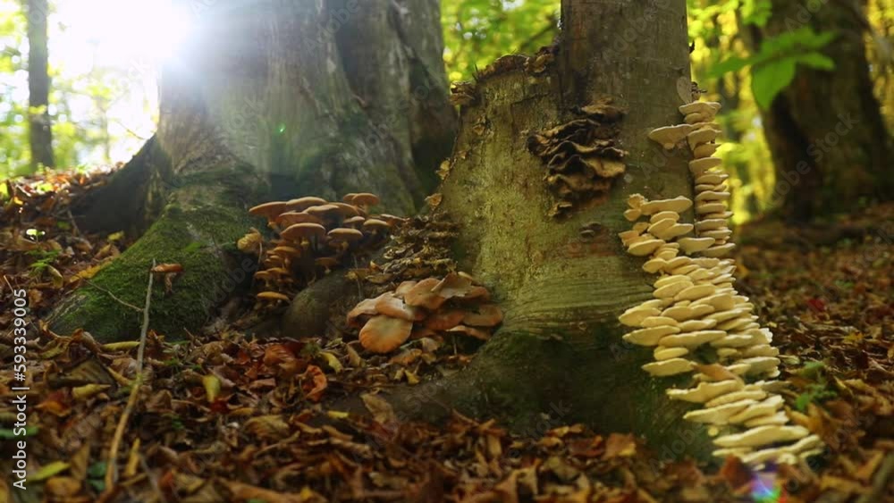 Poster group of various mushrooms on a tree trunk at a forest in autumn