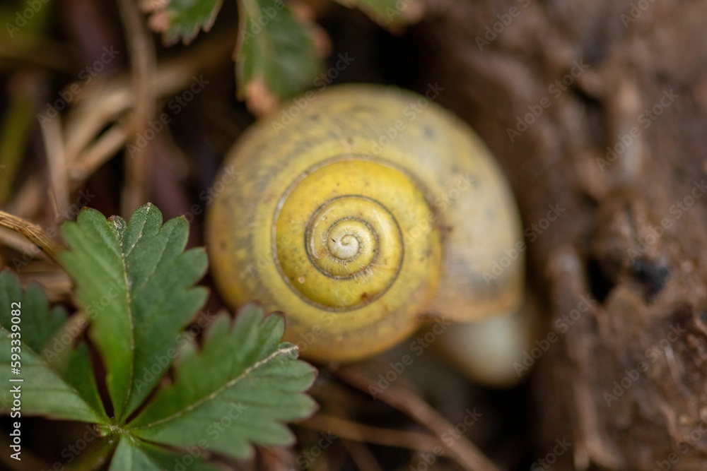 Poster closeup shot of a grape snail shell on a blurry background in the nature