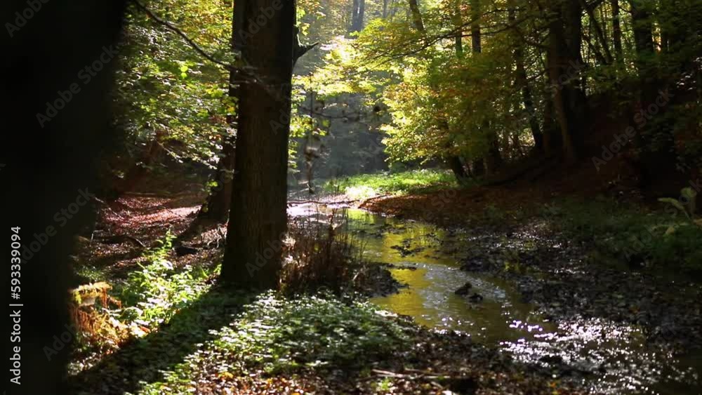 Poster slow pan shot of a small stream flowing through a forest with soft sunlight through the trees
