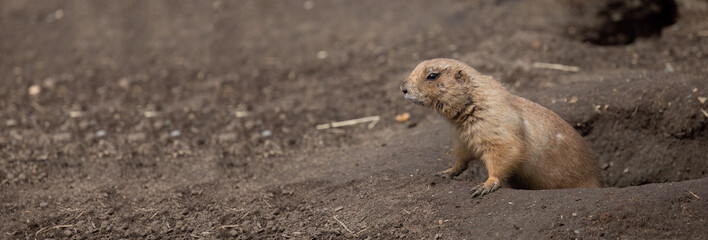 Guardian of the Ground: The Vigilant Prairie Dog Keeping a Watchful Eye on its Home.  Wildlife Photography. 
