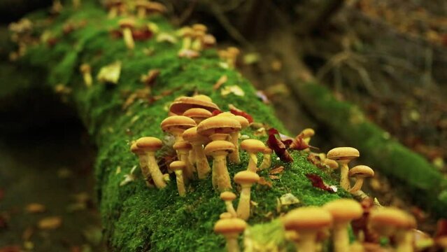 Slow zoom out shot of honey fungi growing on a mossy log in the forest during autumn