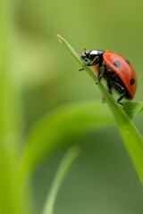 Vertical shot of a ladybug settled on a green leaf on a blurry background