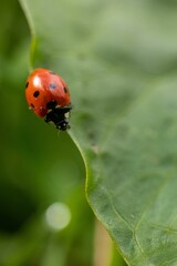 Vertical shot of a ladybug walking on a green leaf on a blurry background